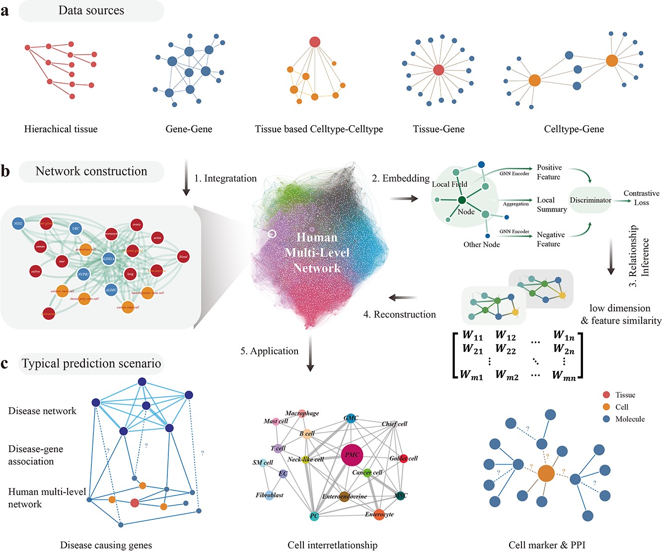 Decoding multilevel relationships with the human tissue-cell-molecule network