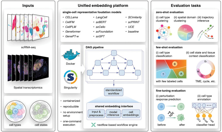 A unified framework enables accessible deployment and comprehensive benchmarking of single-cell foundation models