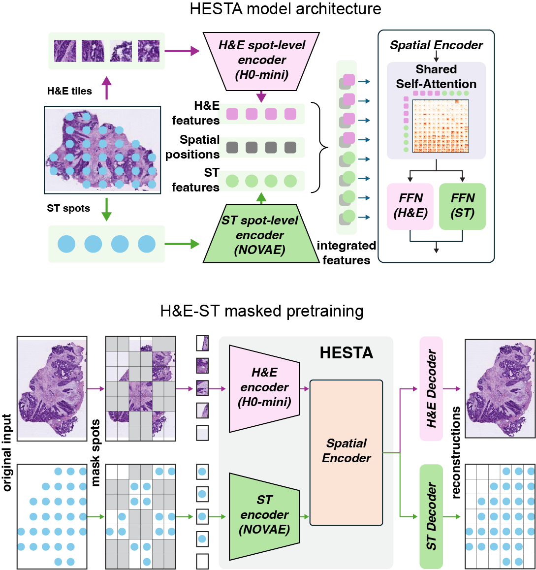 A Multimodal Foundation Model of Spatial Transcriptomics and Histology for Biological Discovery and Clinical Prediction